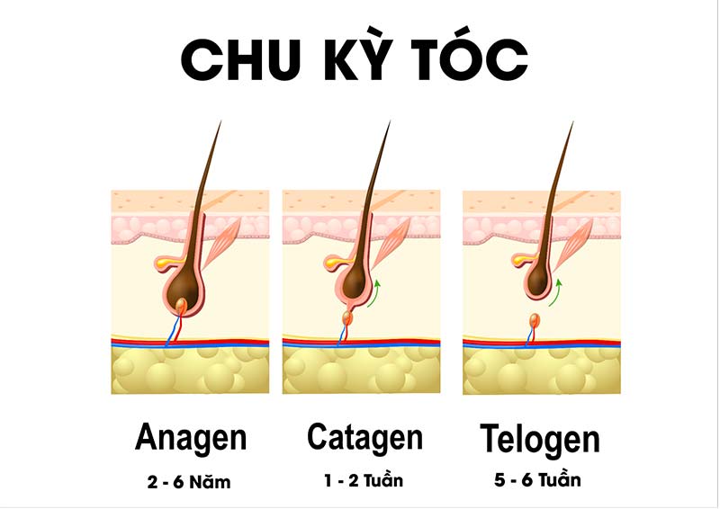 1 tháng tóc dài bao nhiêu cm