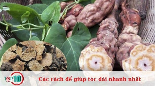 Hà thủ ô giúp tóc dài nhanh hơn