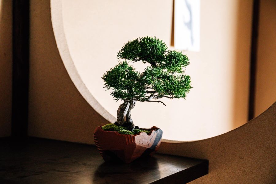 Cây tùng la hán bonsai