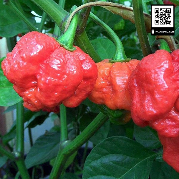 Ot Trinidad Moruga Scorpion