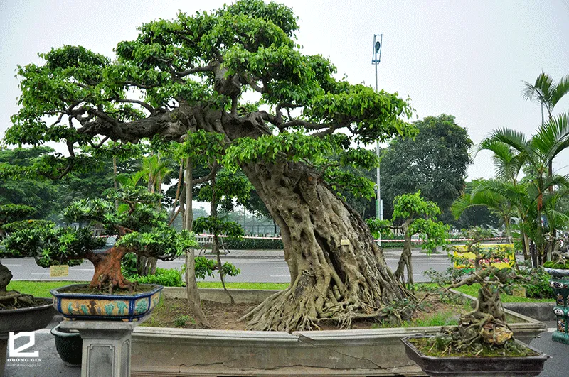 Cây si cảnh có rất nhiều dáng đẹp