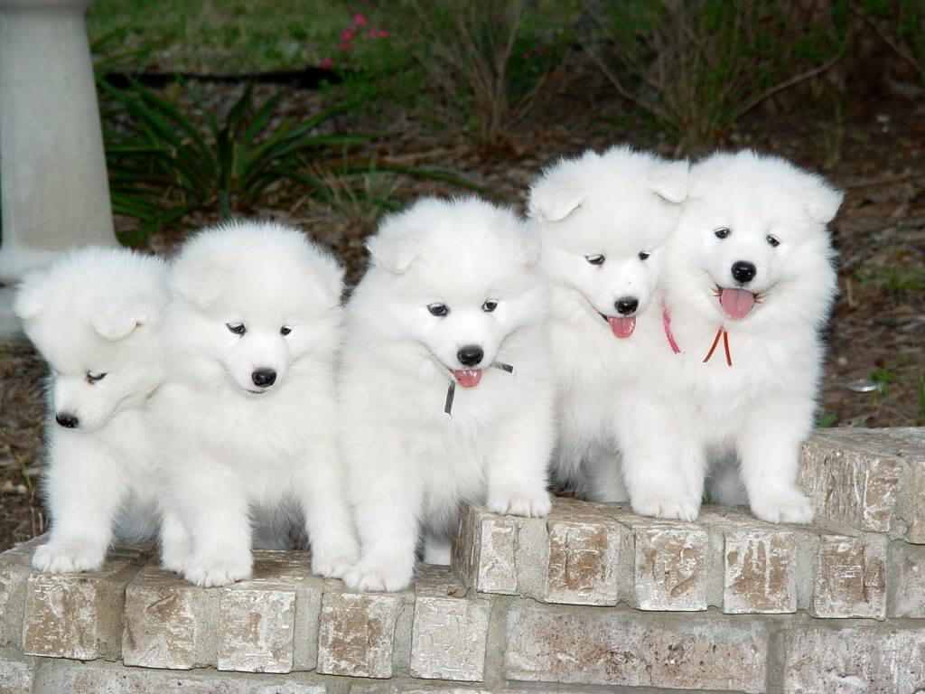 Mua Bán chó Samoyed giá tốt tại HCM