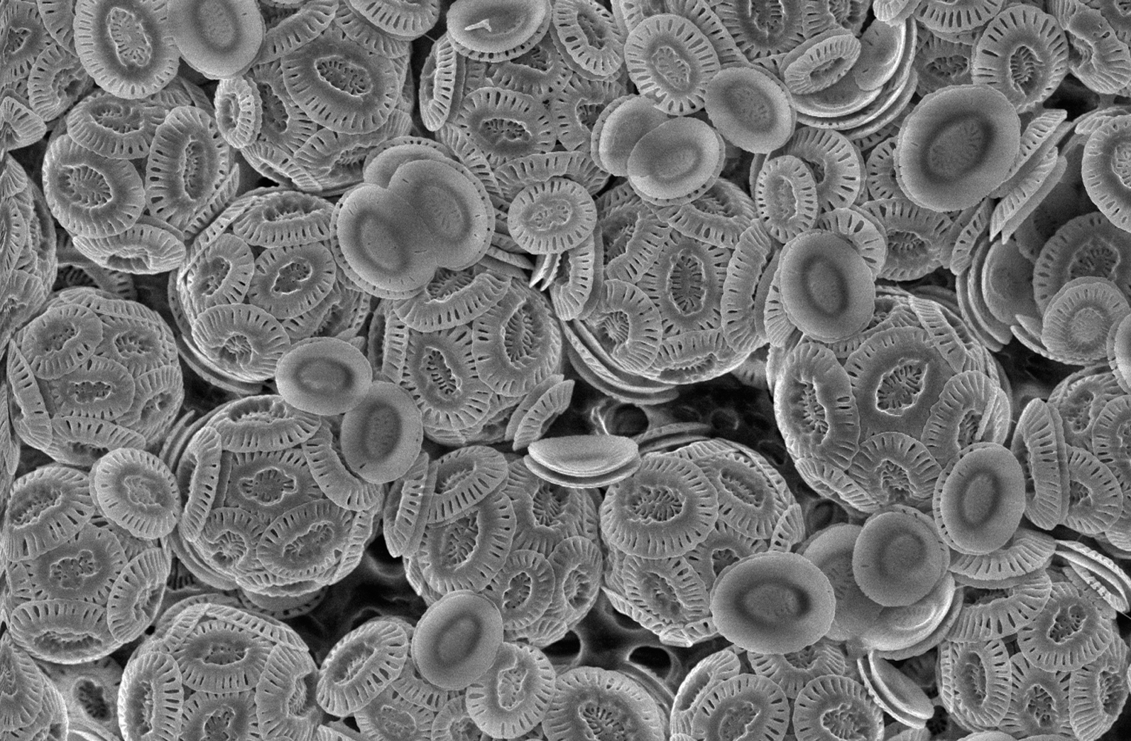 Tảo coccolithophores được bao phủ bởi lớp vỏ canxi cacbonat