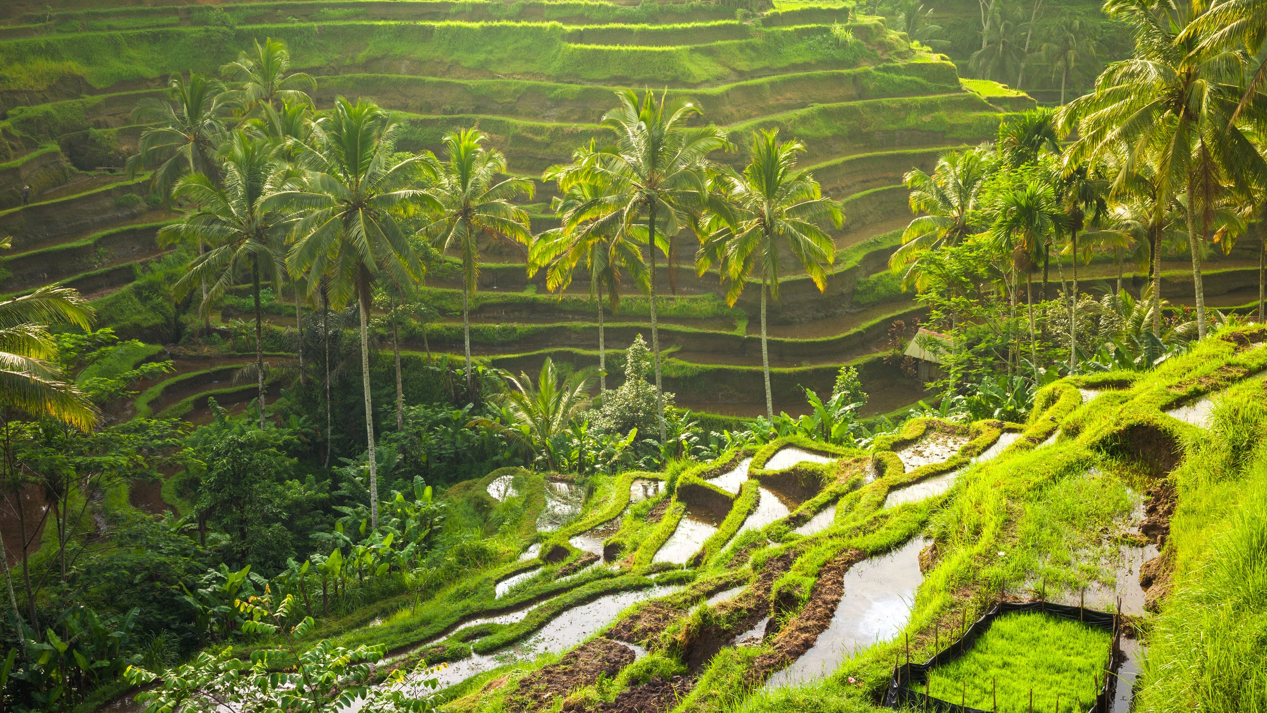 Du lịch Đảo Bali - Thiên đường du lịch Indonesia