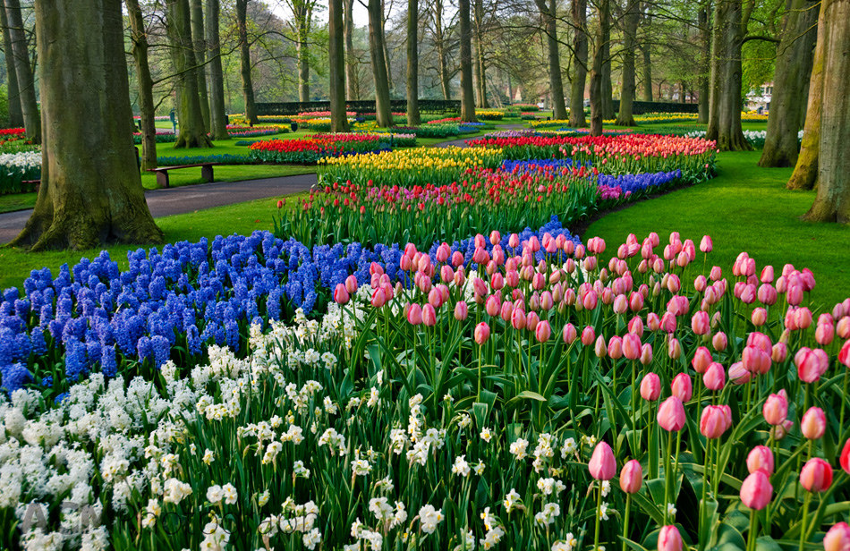 Keukenhof nổi tiếng nhất với những dải lụa hoa tulip đẹp mơ màng. Tour Hà Lan.