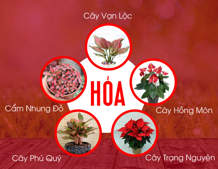 cây phong thủy hợp mệnh hỏa