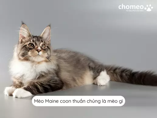 Mèo Maine coon thuần chủng là mèo gì