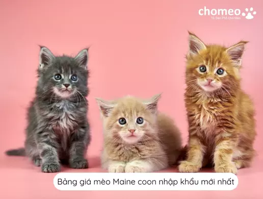 Bảng giá mèo Maine coon nhập khẩu mới nhất