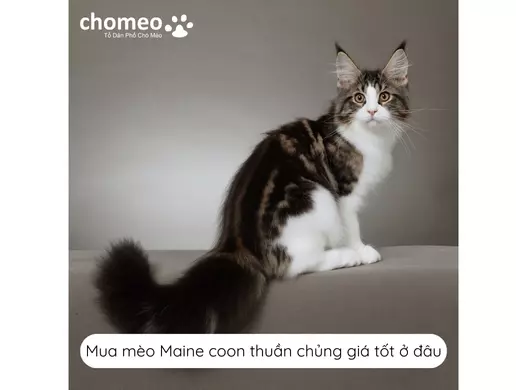 Mua mèo Maine coon thuần chủng giá tốt ở đâu