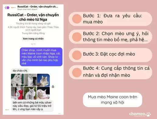 Mua mèo Maine coon trên mạng xã hội