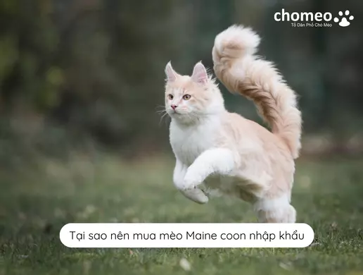 Tại sao nên mua mèo Maine coon nhập khẩu