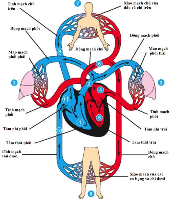 Cấu tạo và chức năng của hệ tuần hoàn máu