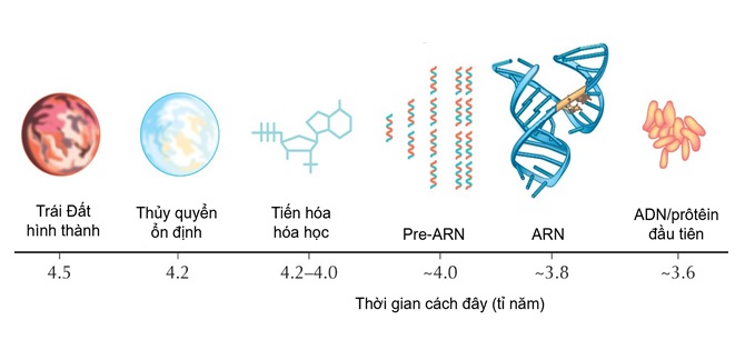 Các ARN được chọn lọc tự nhiên giữ lại trong giai đoạn tiến hóa nguồn gốc sự sống