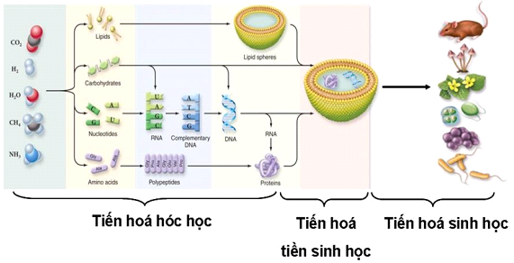 Sơ đồ quá trình tiến hóa mô tả nguồn gốc sự sống