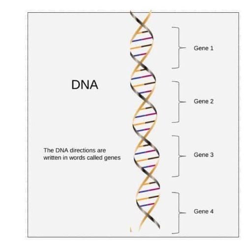 Magie giúp tạo và sửa chữa DNA và RNA