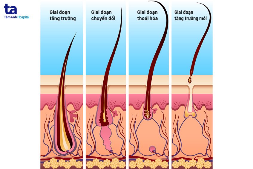 giai đoạn rụng tóc