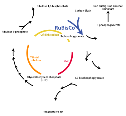 {displaystyle {ce {H_2O ->[{quang năng}] 2H^+ + 2e^- + 1/2O_2}}}