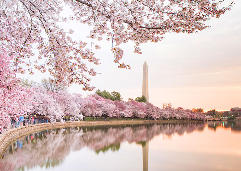 Tidal Basin là một trong những điểm được chụp ảnh nhiều nhất ở Washington, nơi tốt nhất để thưởng thức hoa anh đào (nở rộ vào cuối tháng 3, đầu tháng 4).