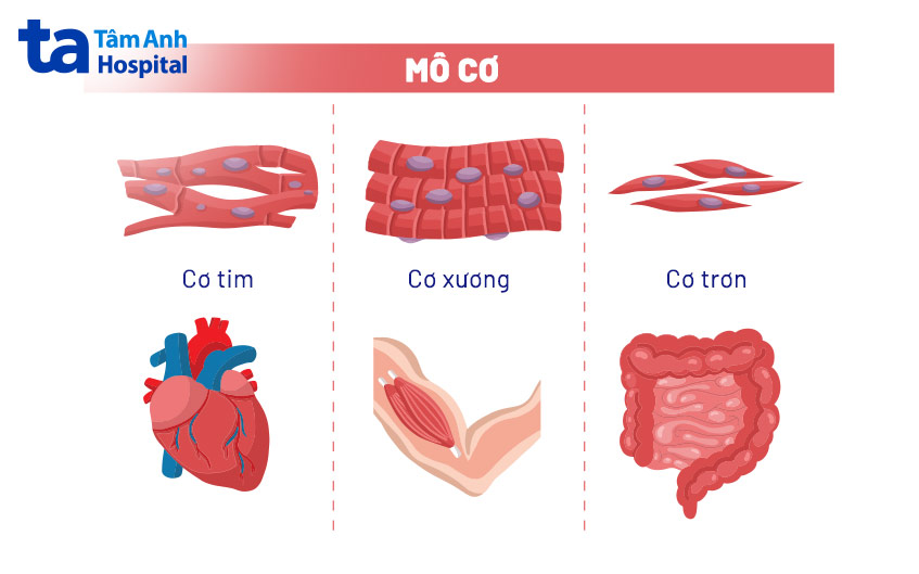 3 loại cơ bắp