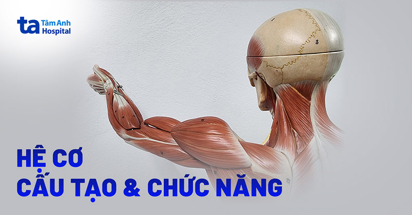 hệ cơ cấu tạo và chức năng