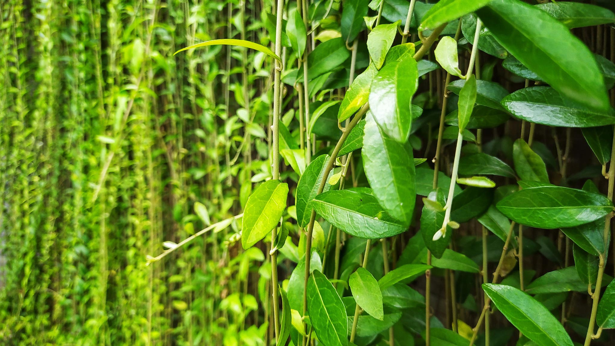 Cây cỏ lan chi