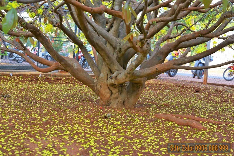 mai khủng bến tre