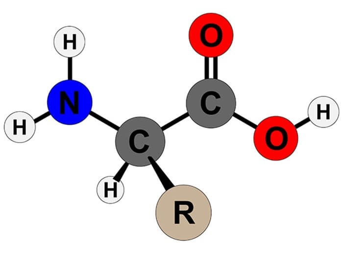 R(NH_{2})_{x}(COOH)_{y}