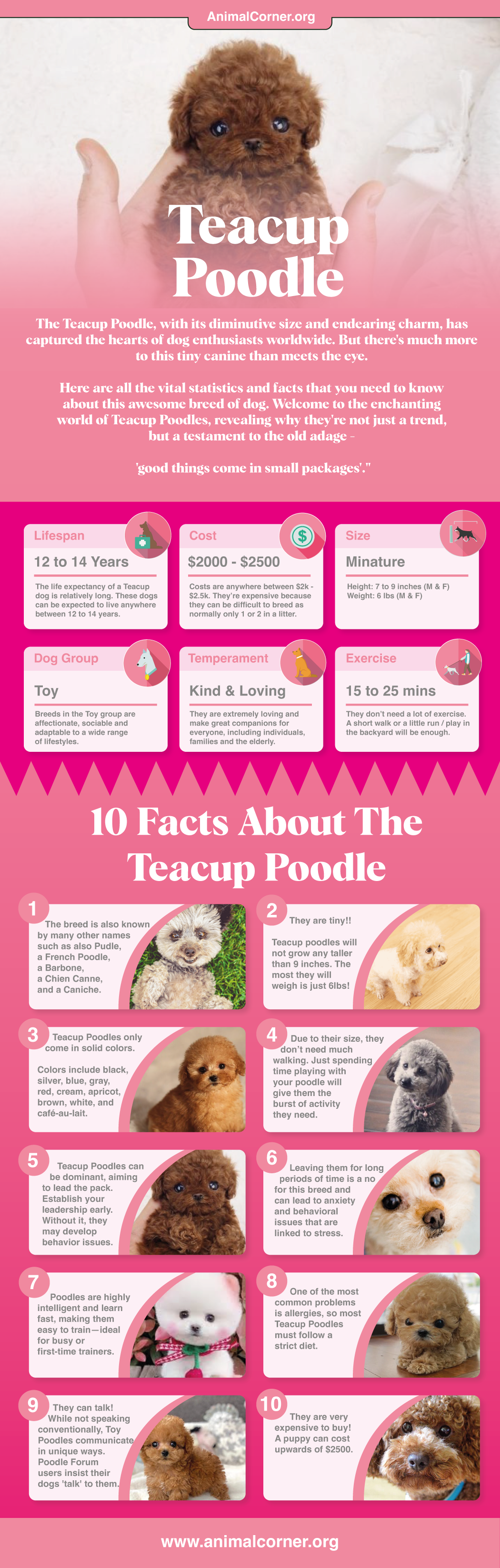 toy_poodle-facts-ig-1281204