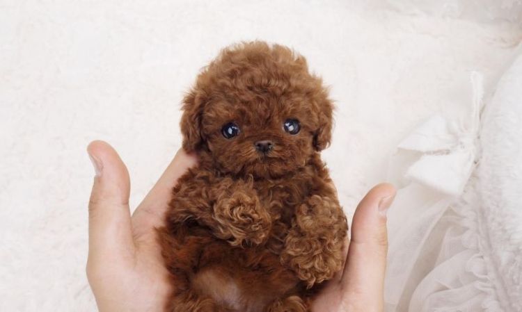 Teacup Poodle