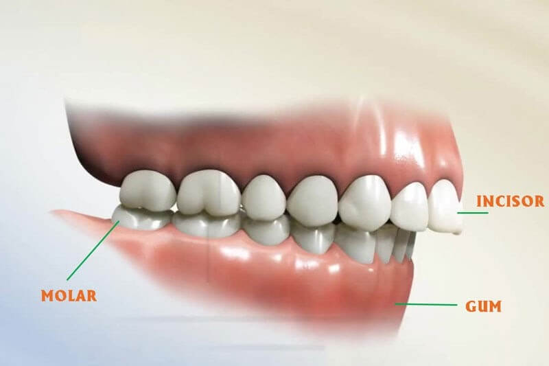 Các từ vựng nha khoa tiếng Anh thông dụng cần biết