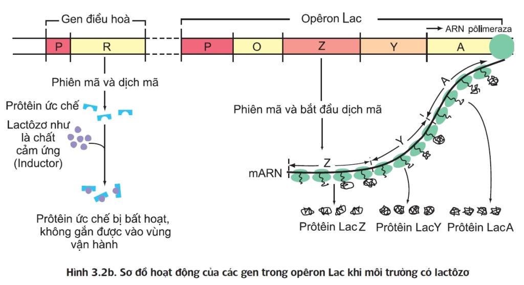 Hoạt động của Operon Lac khi có Lactozo - điều hòa hoạt động gen