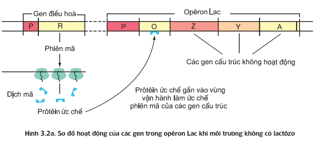 Hoạt động của Operon Lac khi không có Lactozo - điều hòa hoạt động gen ở sinh vật nhân sơ