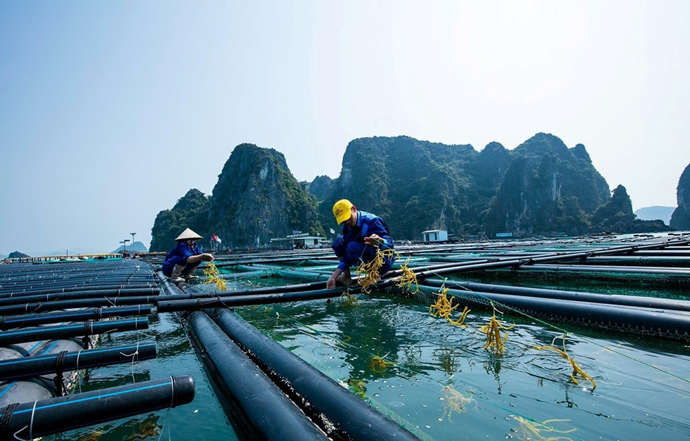 Cơ hội và thách thức ngành nuôi trồng thủy sản trên biển