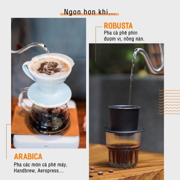 CÁCH NHẬN BIẾT HƯƠNG VỊ CÀ PHÊ ROBUSTA NGUYÊN CHẤT DỄ DÀNG NHẤT