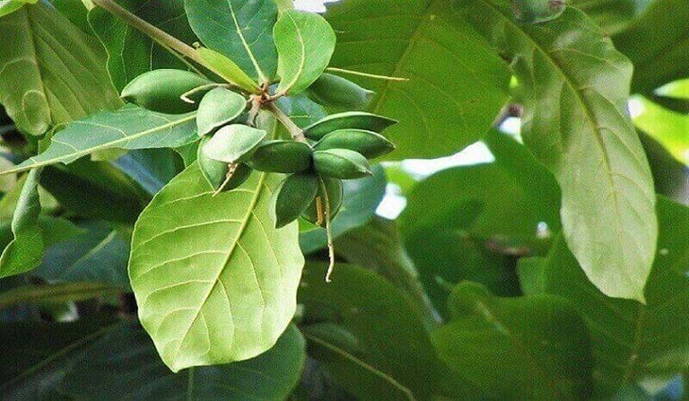 cây bàng gai chữa viêm đau khớp