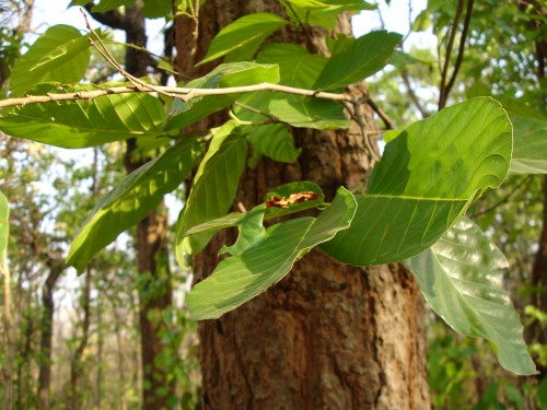 Shorea_robusta_in_Chhattisgarh