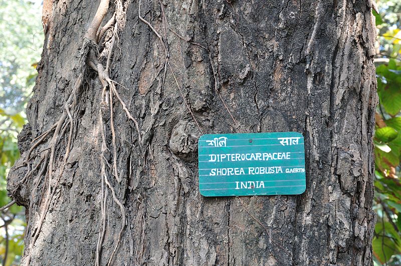 Acharya_Jagadish_Chandra_Bose_Indian_Botanic_Garden_-_Howrah_2011-01-08_9796