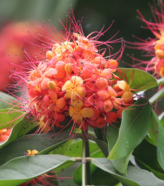 Sita-Ashok_(Saraca_asoca)_flowers_in_Kolkata