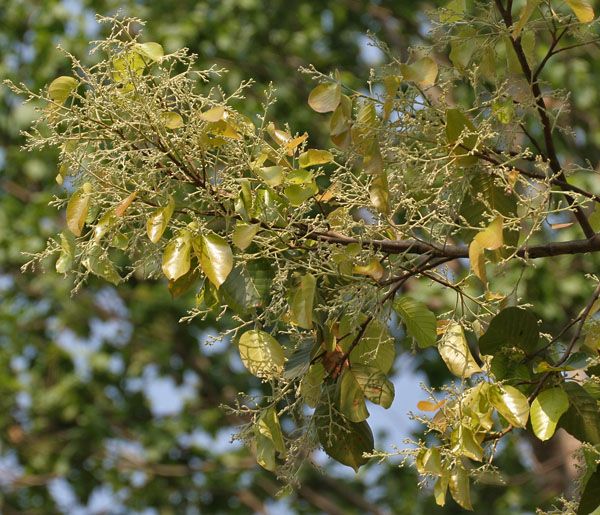 Sal_(Shorea_robusta)-_new_leaves_with_flower_buds_at_Jayanti,_Duars_W_Picture_120