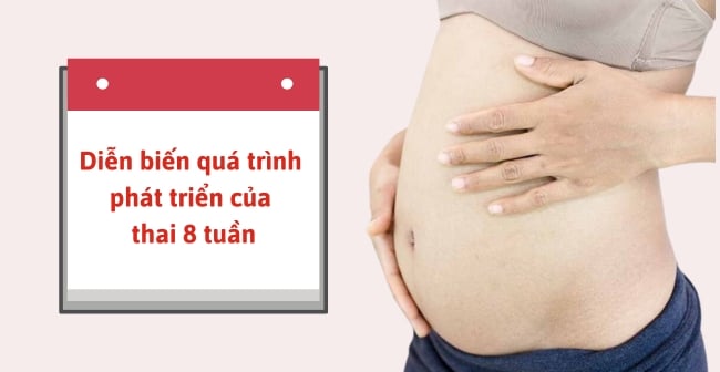 Diễn biến quá trình phát triển của thai 8 tuần