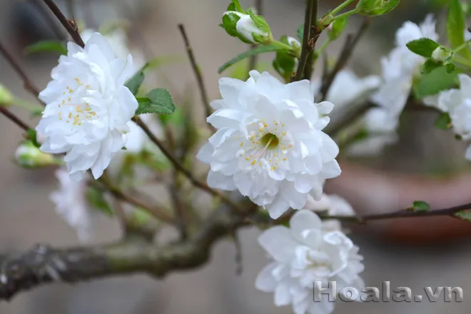 Từng cánh hoa nhất chi mai lớp lớp chồng lên nhau như những đài hoa sen nhỏ li ti, đẹp mê hồn