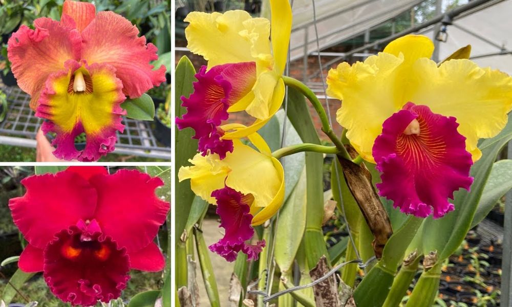 Hoa lan Cattleya