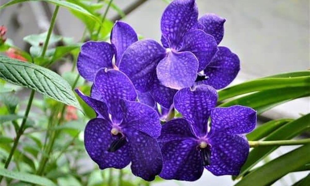 Hoa lan vanda 