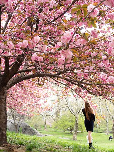 street lined with cherry blossoms