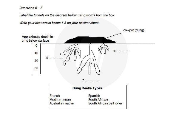 Mẹo làm bài Reading IELTS dạng Diagram Labelling