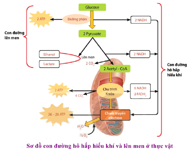 ho-hap-hieu-khi-2