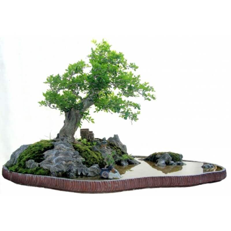 cay-nguyet-que-bonsai-dep