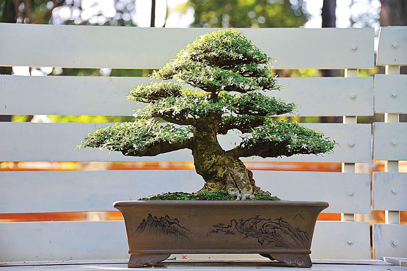 cay-nguyet-que-bonsai-dep