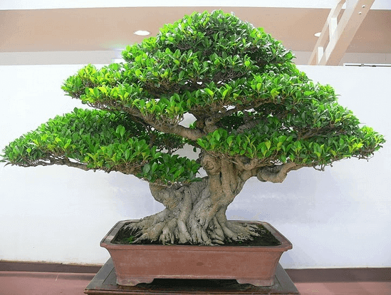 cay-nguyet-que-bonsai-dep