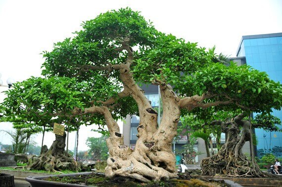 cay-nguyet-que-bonsai-dep